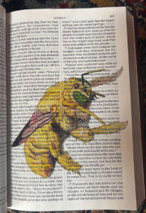 study of the valley carpenter bee for the Arizona Institute for Resilience at the University of Arizona